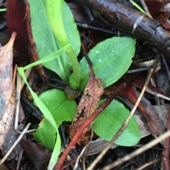 Pterostylis nutans at Acton, ACT - 25 Jul 2021