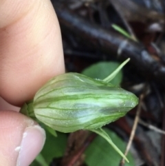 Pterostylis nutans at Acton, ACT - 25 Jul 2021