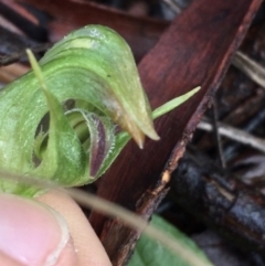 Pterostylis nutans at Acton, ACT - 25 Jul 2021