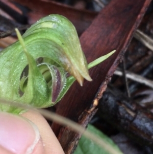 Pterostylis nutans at Acton, ACT - 25 Jul 2021