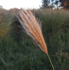 Chloris virgata (Feathertop Rhodes Grass) at Isabella Plains, ACT - 4 Apr 2021 by michaelb