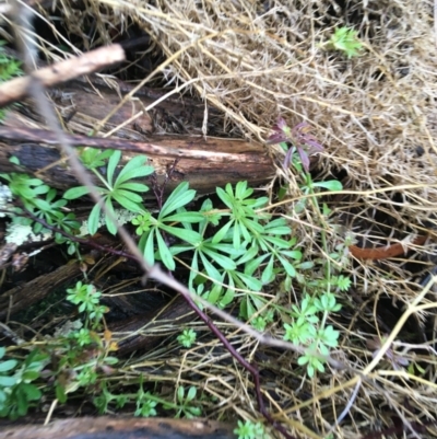 Galium aparine (Goosegrass, Cleavers) at Acton, ACT - 25 Jul 2021 by NedJohnston