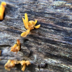 Dacryopinax spathularia at Belconnen, ACT - 25 Jul 2021 11:00 AM