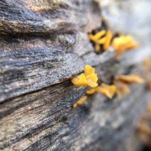 Dacryopinax spathularia at Belconnen, ACT - 25 Jul 2021