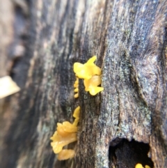 Dacryopinax spathularia at Belconnen, ACT - 25 Jul 2021 11:00 AM