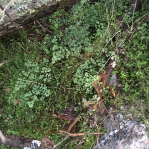 Adiantum aethiopicum at Acton, ACT - suppressed