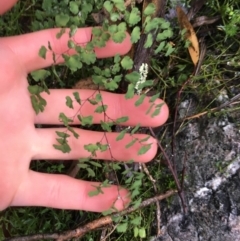 Adiantum aethiopicum at Acton, ACT - suppressed