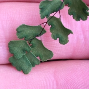 Adiantum aethiopicum at Acton, ACT - suppressed