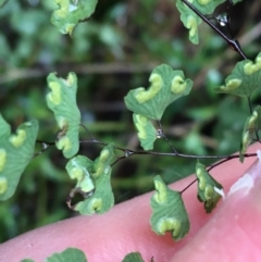 Adiantum aethiopicum at Acton, ACT - suppressed