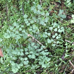 Adiantum aethiopicum at Acton, ACT - suppressed