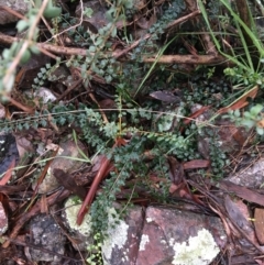 Asplenium flabellifolium (Necklace Fern) at Acton, ACT - 24 Jul 2021 by Ned_Johnston