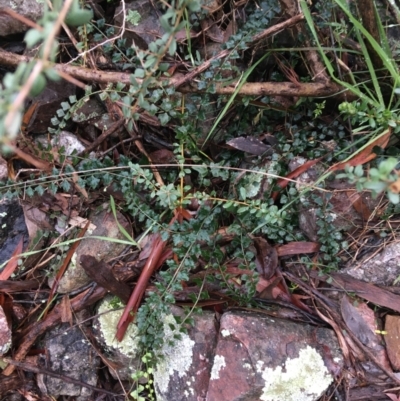 Asplenium flabellifolium (Necklace Fern) at Acton, ACT - 24 Jul 2021 by Ned_Johnston