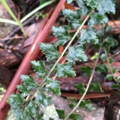 Asplenium flabellifolium at Acton, ACT - 25 Jul 2021