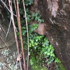 Asplenium subglandulosum (Blanket Fern) at Acton, ACT - 25 Jul 2021 by NedJohnston