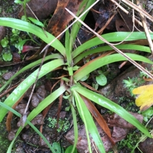 Luzula sp. at Downer, ACT - 25 Jul 2021