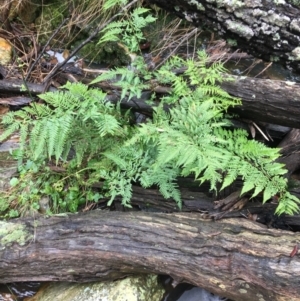 Pteris tremula at Downer, ACT - 25 Jul 2021