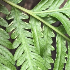 Pteris tremula at Downer, ACT - 25 Jul 2021