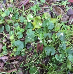 Viola odorata (Sweet Violet, Common Violet) at Downer, ACT - 25 Jul 2021 by Ned_Johnston