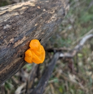 Tremella mesenterica at Majura, ACT - 25 Jul 2021 02:40 PM