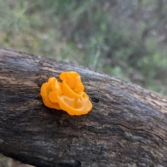 Tremella mesenterica at Majura, ACT - 25 Jul 2021 02:40 PM