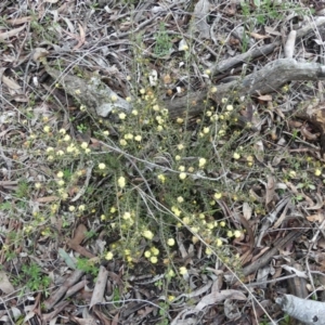 Acacia gunnii at Majura, ACT - 25 Jul 2021