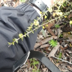 Acacia gunnii at Majura, ACT - 25 Jul 2021