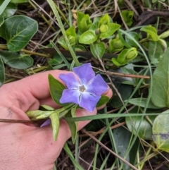 Vinca major (Blue Periwinkle) at Hackett, ACT - 25 Jul 2021 by WalterEgo