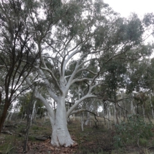 Eucalyptus rossii at Downer, ACT - 25 Jul 2021