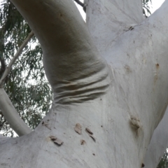 Eucalyptus rossii at Downer, ACT - 25 Jul 2021