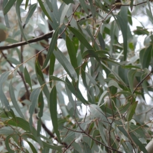 Eucalyptus rossii at Downer, ACT - 25 Jul 2021