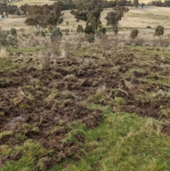 Sus scrofa (Pig (feral)) at Bullen Range - 24 Jul 2021 by HelenCross