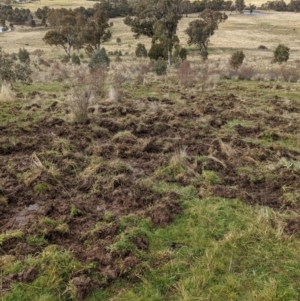 Sus scrofa at Bullen Range - 25 Jul 2021