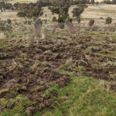 Sus scrofa (Pig (feral)) at Kambah, ACT - 24 Jul 2021 by HelenCross