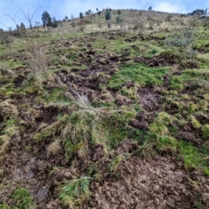 Sus scrofa at Bullen Range - 25 Jul 2021