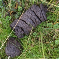 Sus scrofa at Bullen Range - 25 Jul 2021