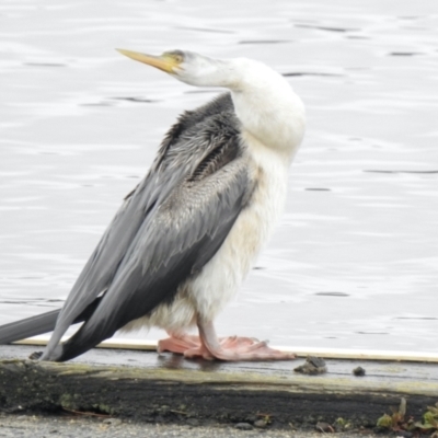 Anhinga novaehollandiae (Australasian Darter) at Acton, ACT - 25 Jul 2021 by KMcCue