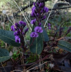 Hardenbergia violacea (False Sarsaparilla) at Mount Jerrabomberra - 24 Jul 2021 by Paul4K