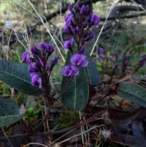 Hardenbergia violacea at Jerrabomberra, NSW - 25 Jul 2021 09:46 AM