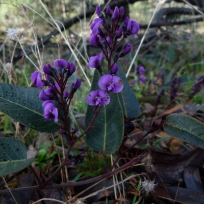 Hardenbergia violacea (False Sarsaparilla) at Mount Jerrabomberra QP - 24 Jul 2021 by Paul4K