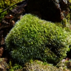 Grimmia sp. (A moss) at Jerrabomberra, NSW - 24 Jul 2021 by Paul4K