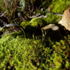 Unidentified Moss, Liverwort or Hornwort at Jerrabomberra, NSW - 25 Jul 2021 by Paul4K