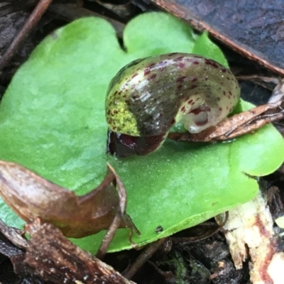 Corysanthes incurva (Slaty Helmet Orchid) at Downer, ACT by NedJohnston