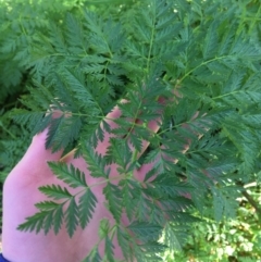 Conium maculatum (Hemlock) at Acton, ACT - 25 Jul 2021 by Ned_Johnston