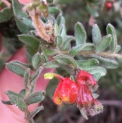 Grevillea alpina at Downer, ACT - 25 Jul 2021 11:06 AM