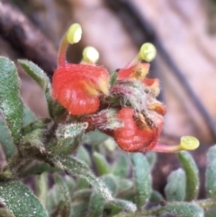 Grevillea alpina at Downer, ACT - 25 Jul 2021 11:06 AM