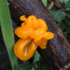 Tremella mesenterica (Witch's Butter or Yellow Brain) at Acton, ACT - 24 Jul 2021 by NedJohnston