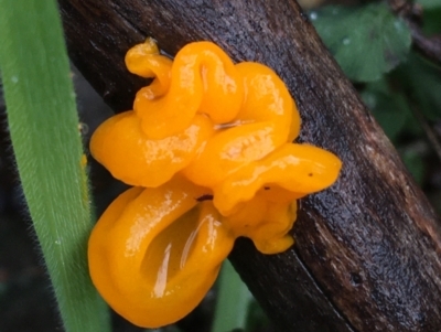 Tremella mesenterica (Witch's Butter or Yellow Brain) at Acton, ACT - 25 Jul 2021 by NedJohnston