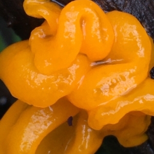 Tremella mesenterica at Acton, ACT - 25 Jul 2021