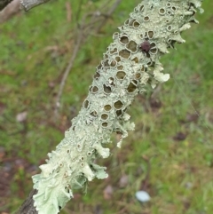 Parmeliaceae (family) (A lichen family) at Holt, ACT - 18 Jul 2021 by drakes