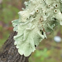 Parmeliaceae (family) at Holt, ACT - 19 Jul 2021